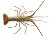 lobster