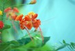 fleurs tropical fleurs tropical