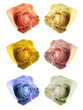 coloured roses