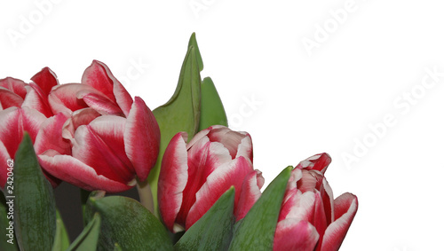 Foto: spring flowers spring flowers