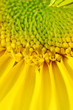 sunflower details