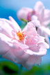 pink rose (shallow dof) pink rose (shallow dof)