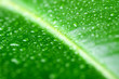 green leaf with waterdrops green leaf with waterdrops