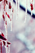icicles over branches