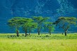 green trees, blue hills green trees, blue hills