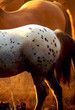contour of a horse