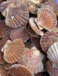 coquille saint-jacques coquille saint-jacques