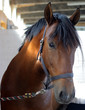 horse closeup
