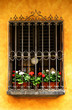 european window full of white and red geraniums