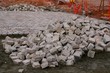travaux de voirie urbaine