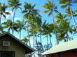 palm cove