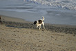 dog near the sea