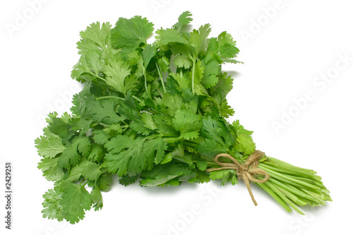 coriander - cilantro coriander - cilantro