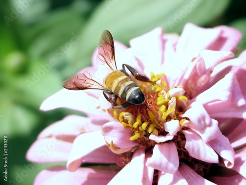 Photo: busy bee busy bee