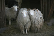 zotteltiere