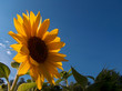Foto: verwandelte clytie verwandelte clytie