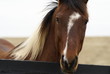 horse of nature