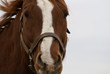 horse sense