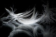 feather1