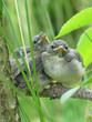 3 kleine vögel auf ast