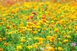 field of marigolds