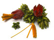 the dried grasses