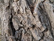 old bark
