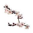 pink blossoms