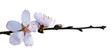 pink blossoms detail