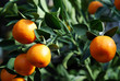 clementines