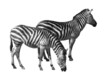 couple of zebras over white background