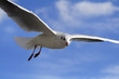 white bird