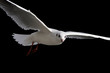 white bird