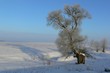 tree 2