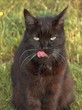 chat chat
