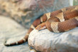 brown python snake