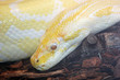 python snake headshot