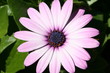 fleur