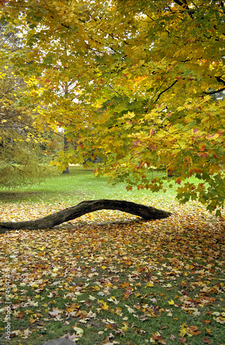 Photo: fall leaves at hyde park fall leaves at hyde park