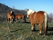 palomino palomino