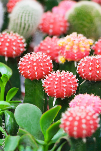 Photo: cacti 3 cacti 3