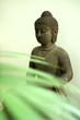 boudha végétal