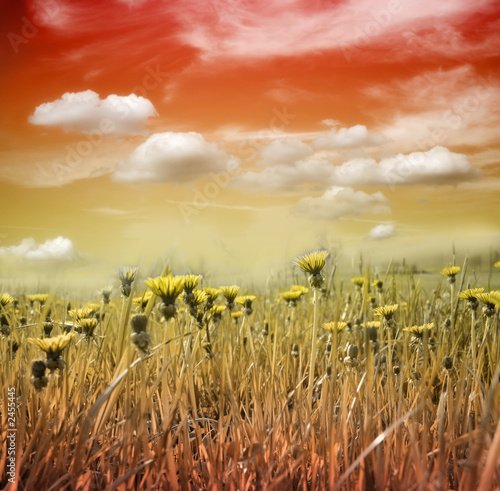 blumenwiese im sonnenuntergang