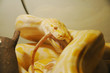 a python zaglatyvaet a rat