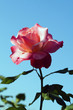 closeup of a rose