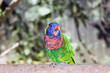 australian rainbow lorikeet