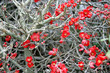 Foto: fleurs d`hiver 1 fleurs d`hiver 1