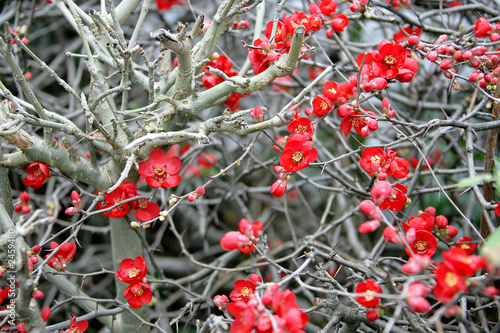 Foto: fleurs d`hiver 1 fleurs d`hiver 1