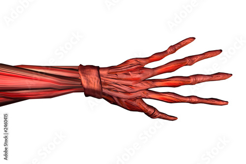 Ilustración: musculos de la mano musculos de la mano