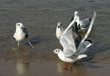 seagulls